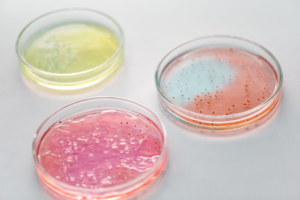 Petri dishes containing cultured samples representing stem cell expansion and laboratory quality standards.